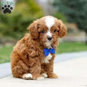 Archie, Cavapoo Puppy